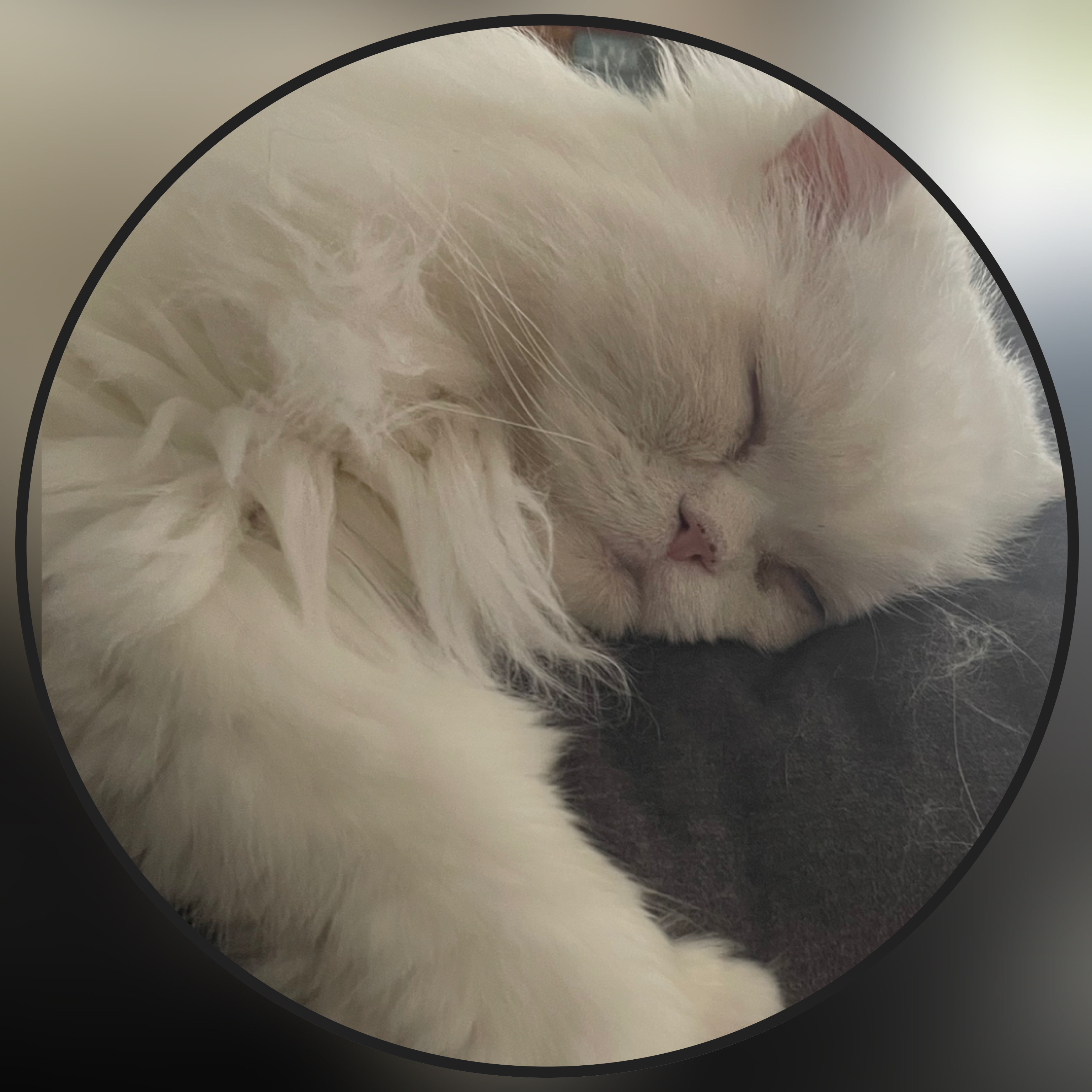 Bordkatze