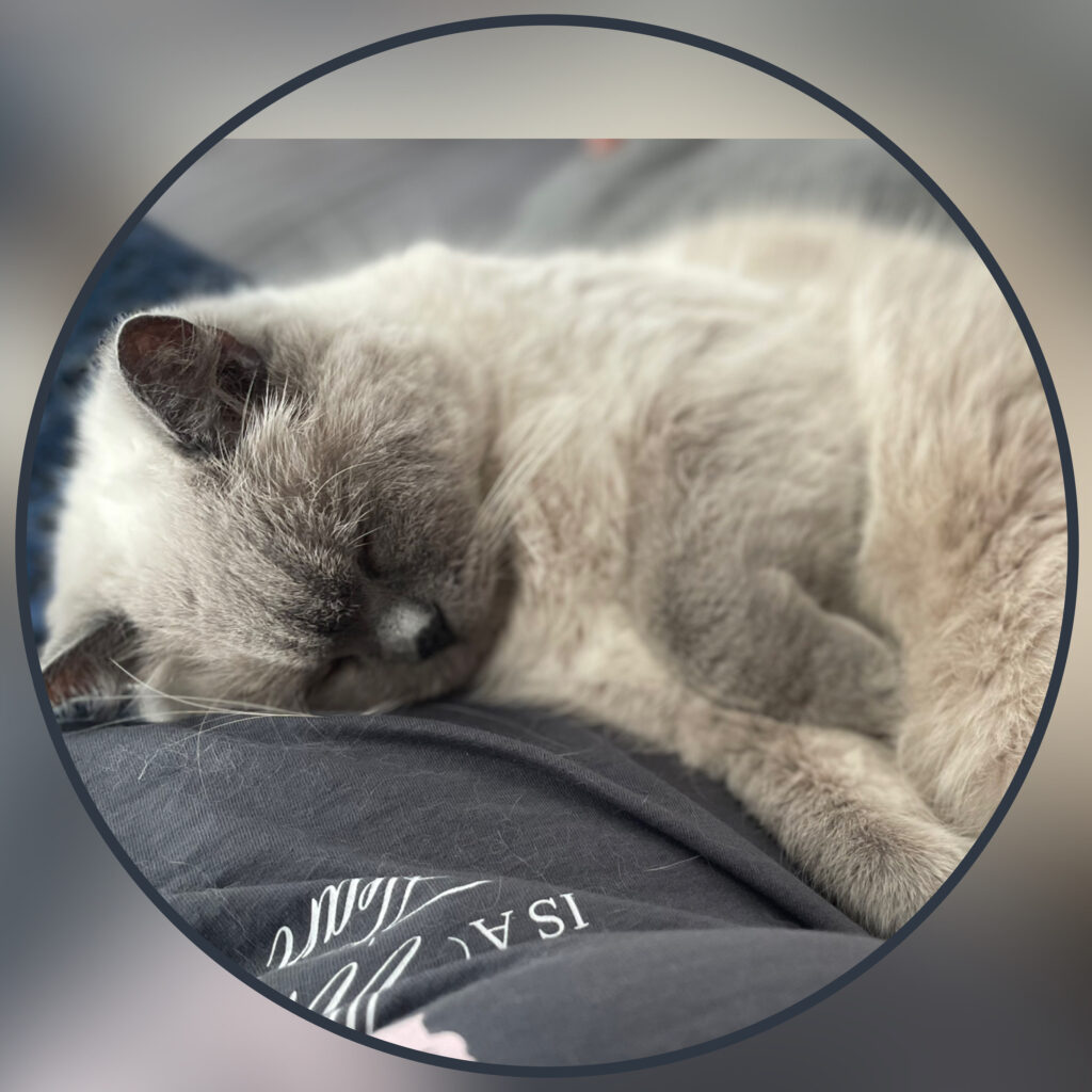 Bordkatze